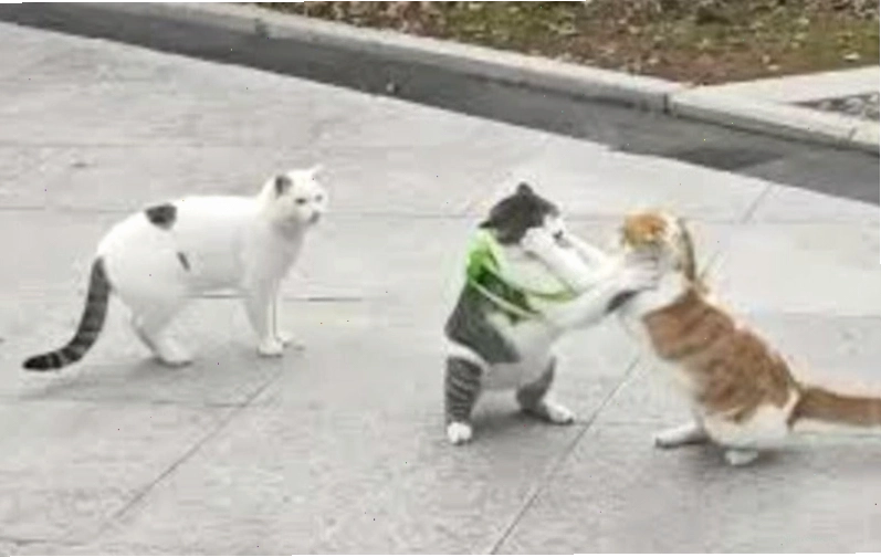 Meme đánh nhau hình ảnh động vật với hành động "nhấn" đầy uy lực