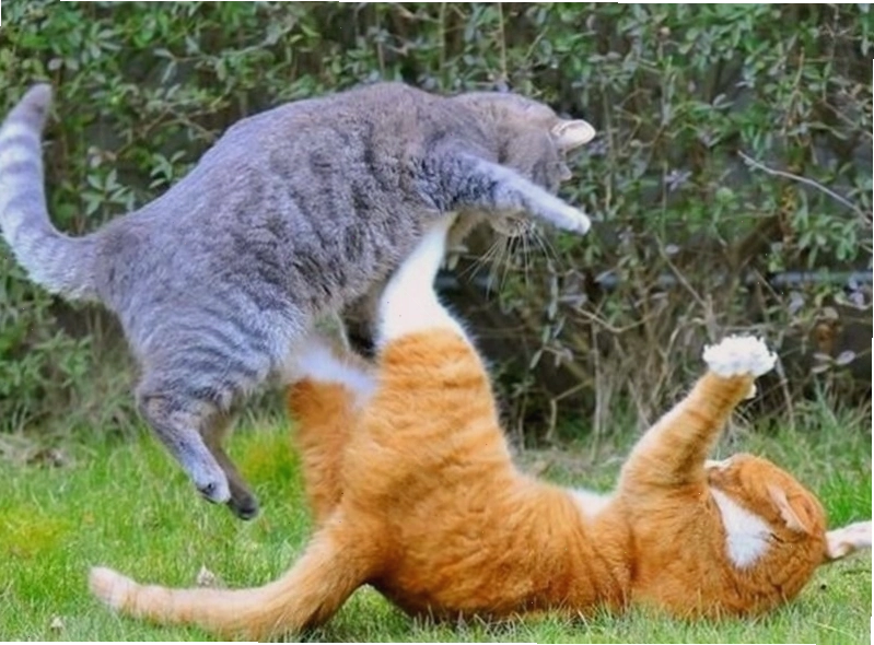 Meme đánh nhau hình động vật với hành động "nhấn" đầy uy lực