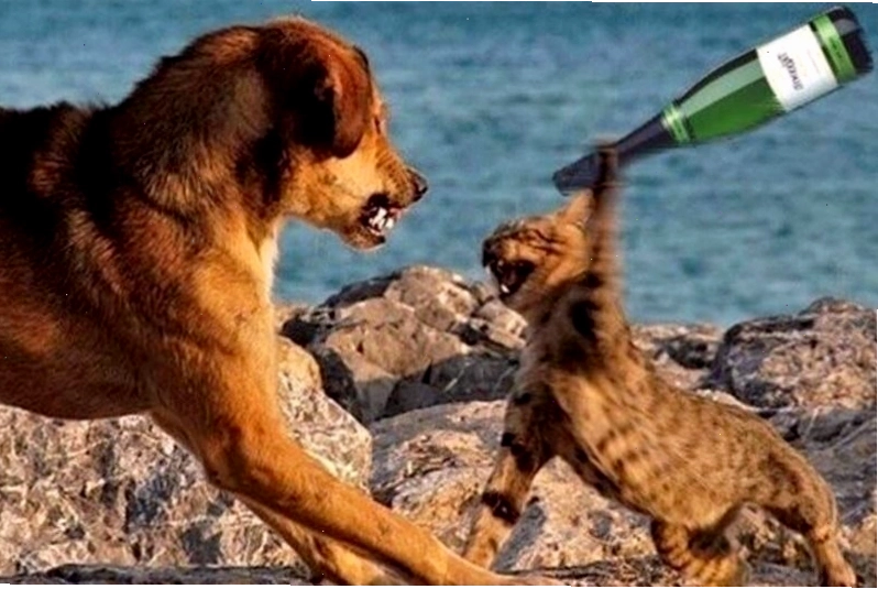 Meme đánh nhau hình động vật với hành động "nhấn" đầy uy lực
