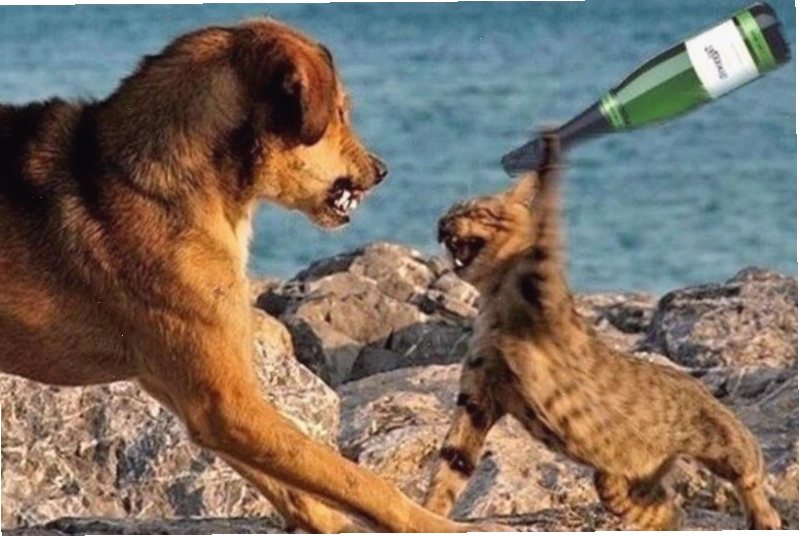 Meme động vật đáng yêu thể hiện sự tranh chấp