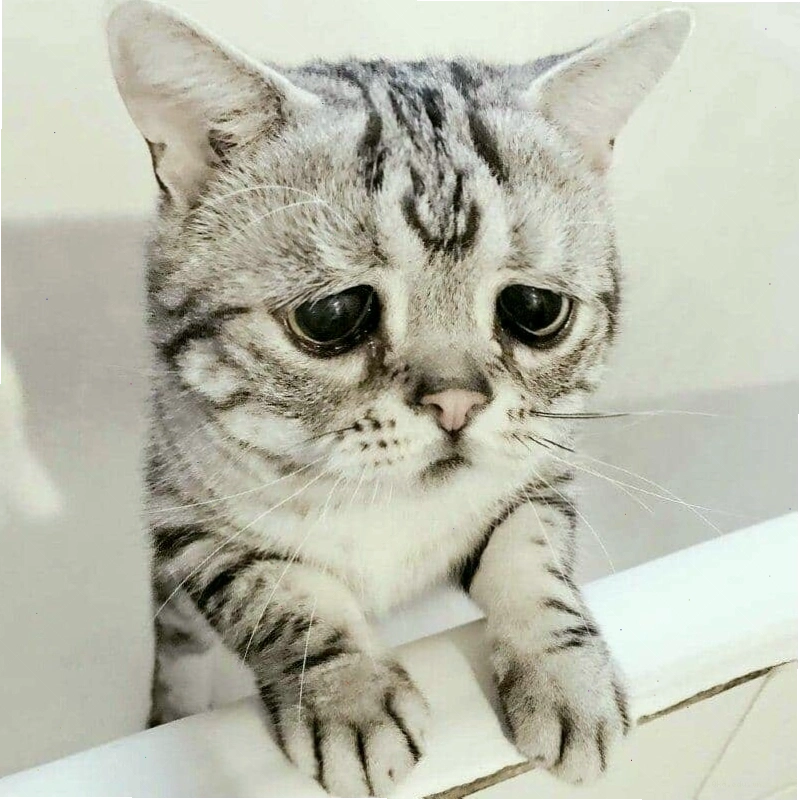 Meme mèo buồn cute với đôi mắt sắp khóc