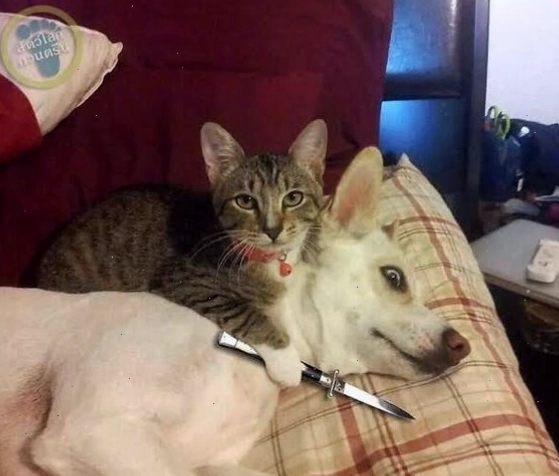 meme mèo cầm dao hài hước với biểu cảm khó đỡ