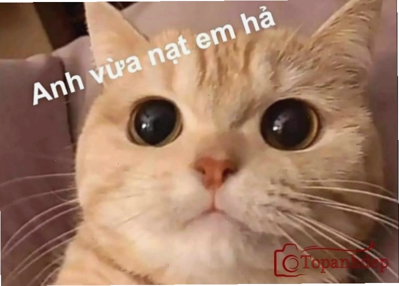 Meme mèo chế siêu bựa