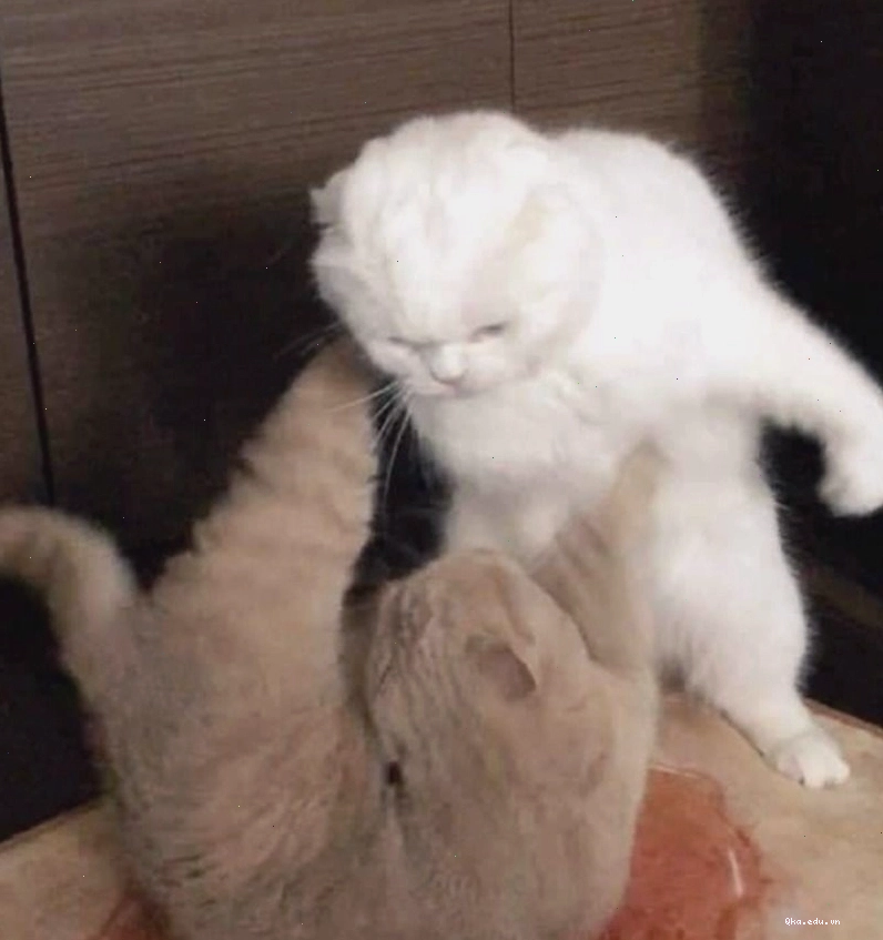 Meme mèo đánh nhau với biểu cảm hài hước