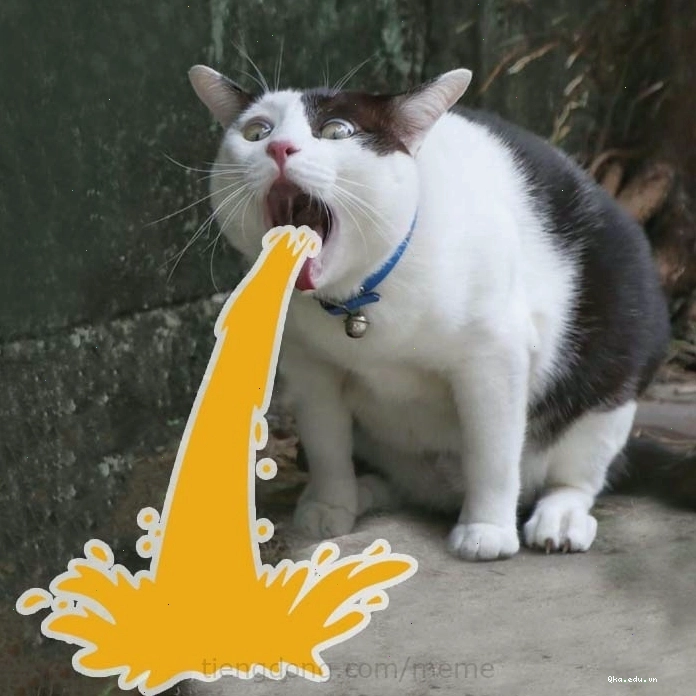 Meme mèo giận dữ thể hiện rõ sự khó chịu