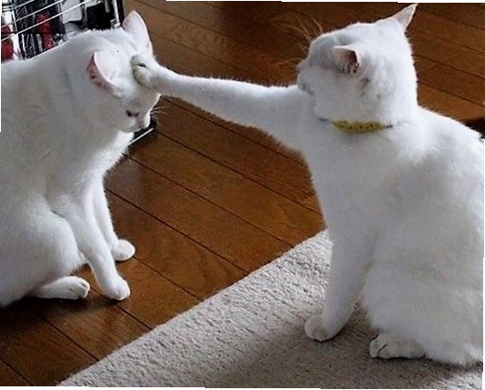 Meme mèo với ánh mắt không thể giận hơn