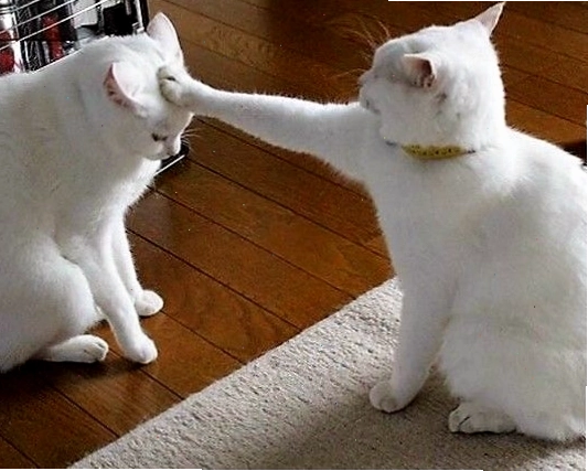 Meme mèo với biểu cảm hoảng hốt hài hước