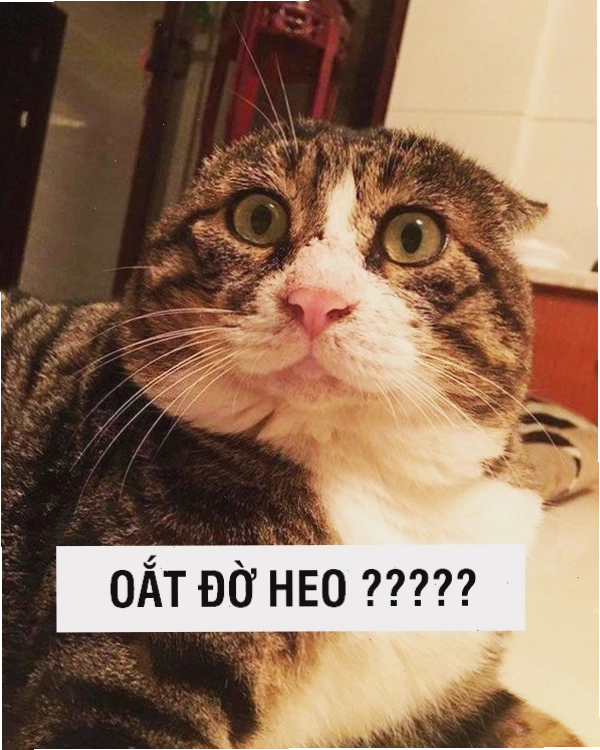 Meme mèo với biểu cảm "tôi không hài lòng"