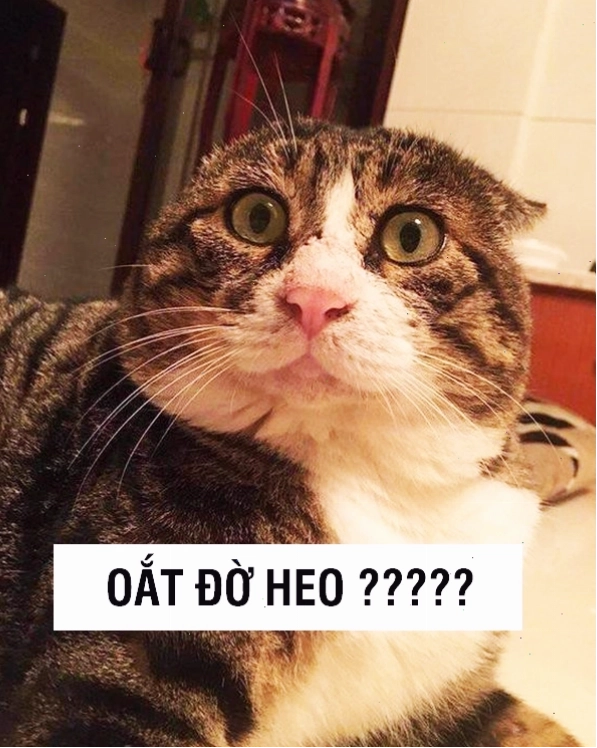 Meme mèo với khuôn mặt biểu cảm lạ lùng