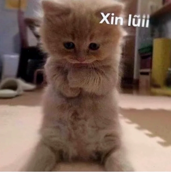 Meme xin lỗi phiên bản hài hước