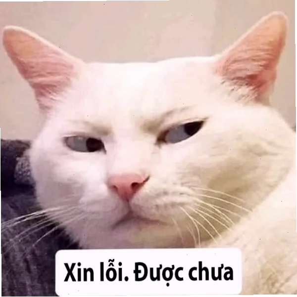 Meme xin lỗi với câu chữ dí dỏm
