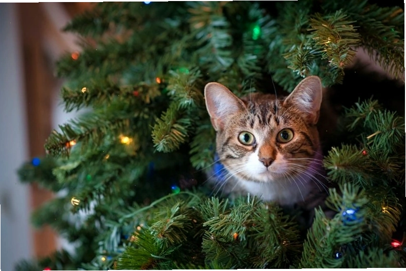 Mèo ẩn mình trong cây thông Noel, chuẩn bị