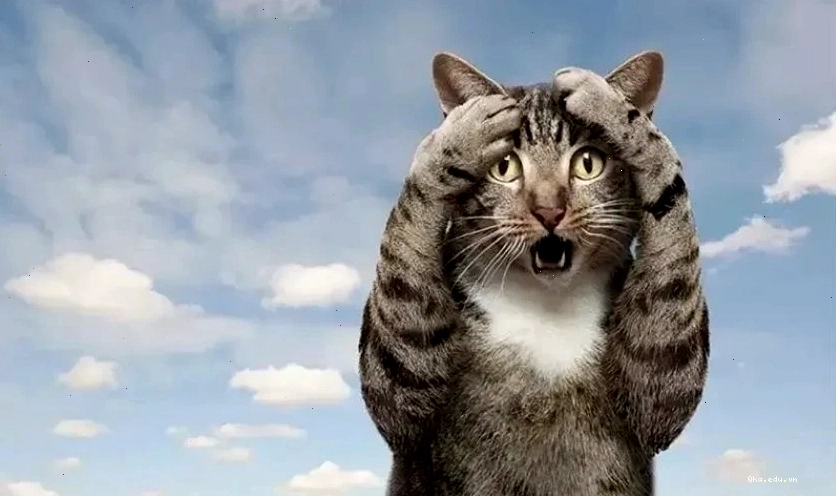 Mèo bựa thể hiện sự hài hước qua biểu cảm vô tri