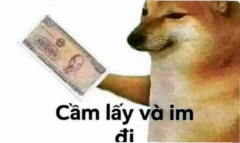Mèo bựa với biểu cảm ngơ ngác, tạo nên meme độc đáo
