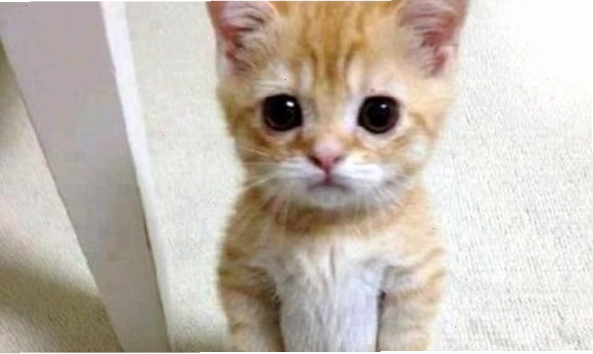 Mèo bựa với biểu cảm vô tri, hài hước khó đỡ