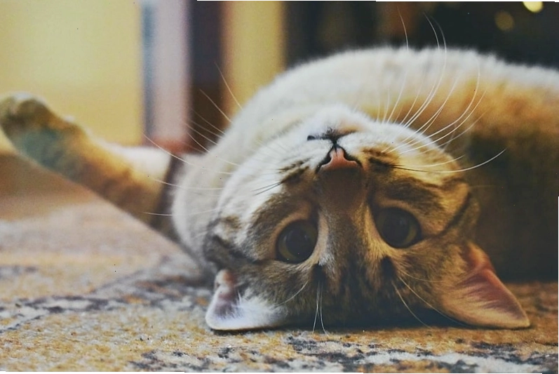 Mèo đeo kính dễ thương nhìn xa xăm