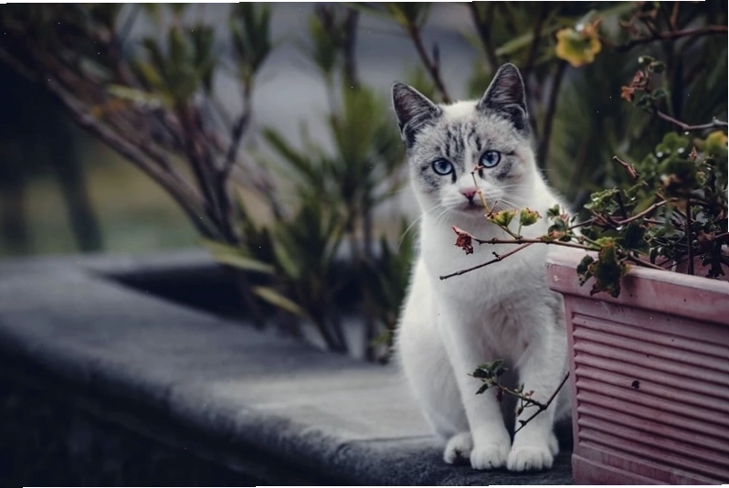 Mèo đeo kính ngồi giữa vườn hoa rực rỡ