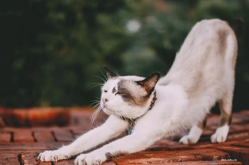 Mèo đeo kính và bộ trang phục hóa trang độc đáo