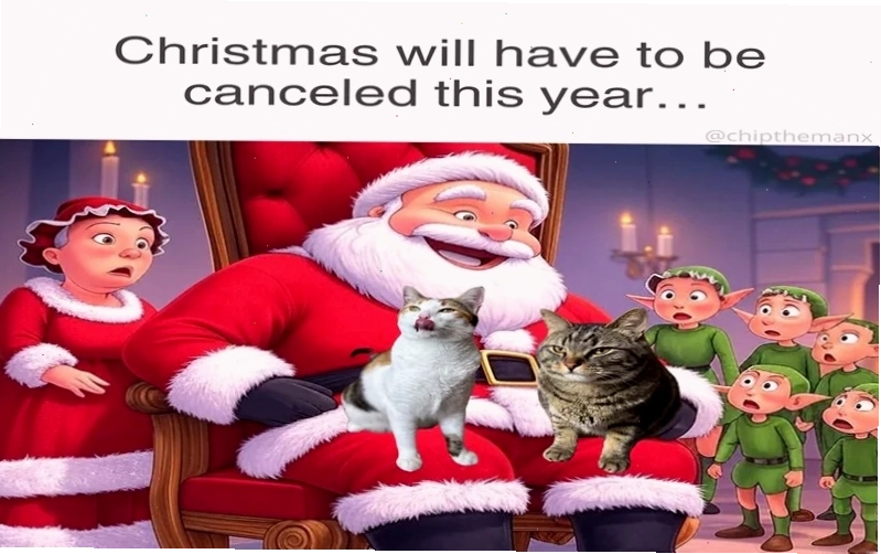 Mèo tỏ vẻ không hài lòng khi bị ông già Noel vuốt ve