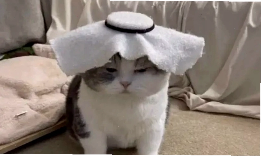 Mèo với ánh nhìn ngơ ngác, tạo nên meme vô tri