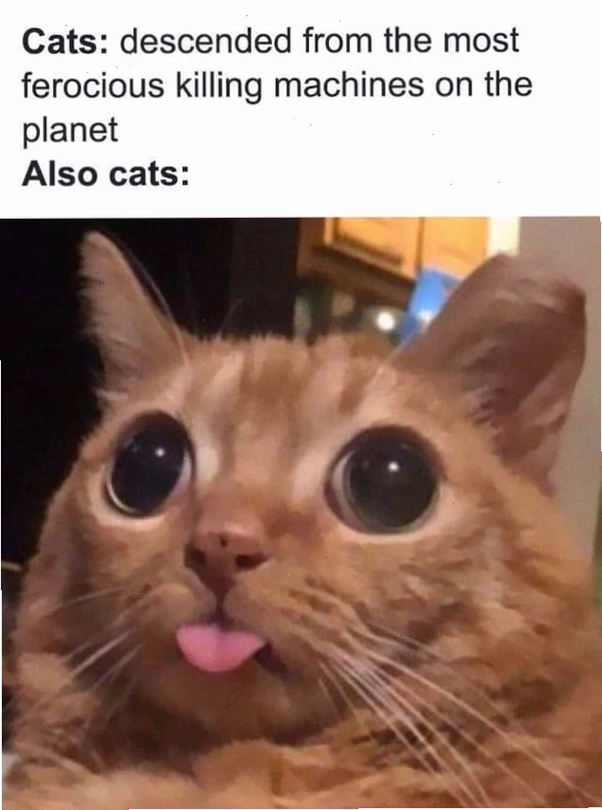 Mèo với biểu cảm hài hước trong một funny pictures memes