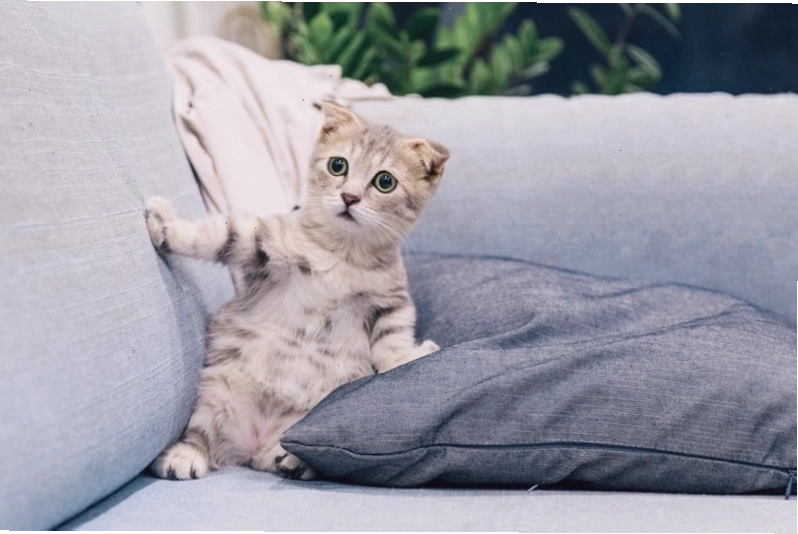 Mèo với khuôn mặt đờ đẫn nhẹ nhàng