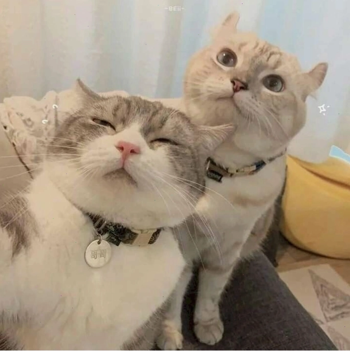 Mèo yêu nhau thể hiện tình cảm qua cái ôm