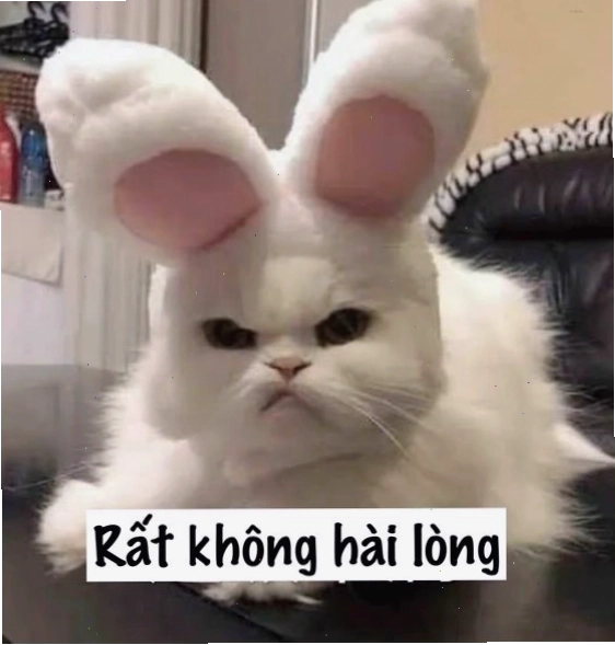Một chú mèo với ánh mắt sắc lẻm, đầy vẻ giận dữ hoặc cảnh cáo