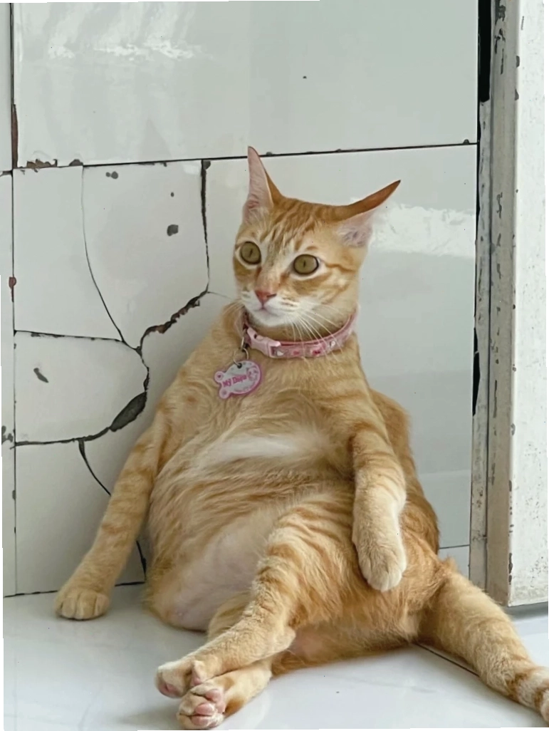Một chú mèo với khuôn mặt tròn xoe, mắt lim dim như đang ngủ gật hoặc lơ đãng