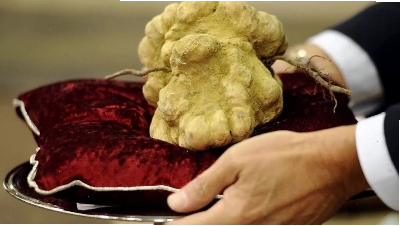 Nấm Truffle Alba trắng, một trong những món ăn đắt nhất thế giới với giá hàng tỷ đồng