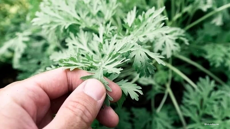 Ngải cứu là một vị thuốc Đông Y đa năng, đặc biệt tốt cho phụ nữ