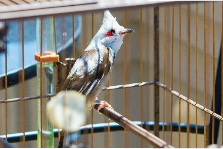 Nguyên tắc phòng bệnh định kỳ cho chim cảnh