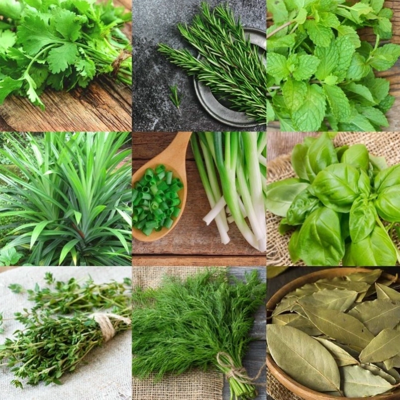 Nhiều loại gia vị có nguồn gốc từ lá được thu hoạch tươi ngon