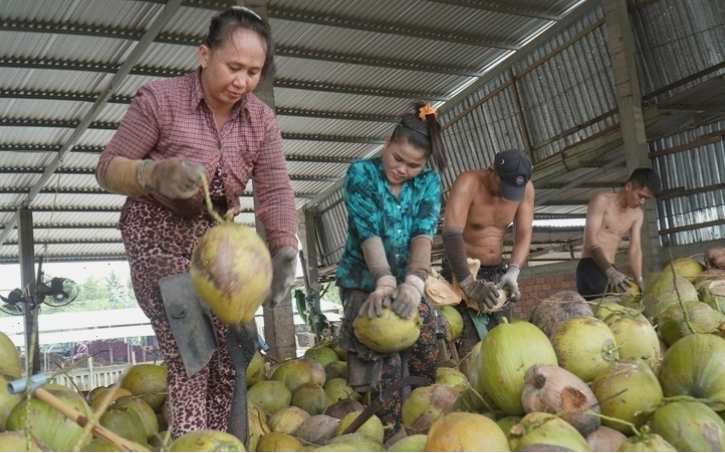Nông dân thu hoạch dừa tại Bến Tre