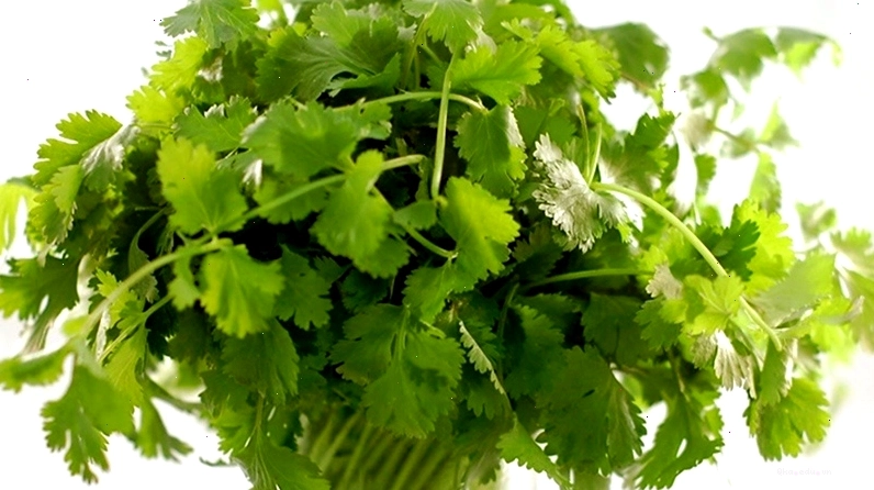 Rau ngò rí với mùi thơm đặc trưng, vị cay nồng nhẹ