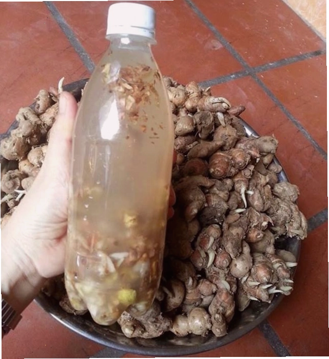 Rượu ngâm củ địa liền có tác dụng tốt cho sức khỏe