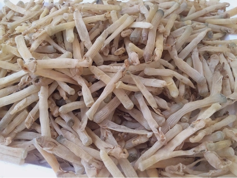 Sá sùng khô Vân Đồn, một loại hải sản quý hiếm