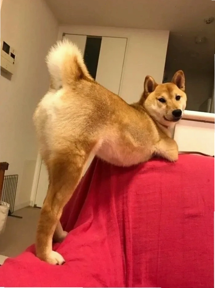 Shiba meme vn ngộ nghĩnh