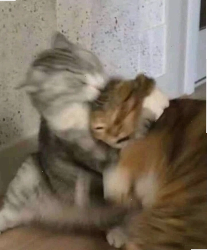 Tổng hợp ảnh mèo ôm nhau mới nhất thể hiện tình cảm ấm áp