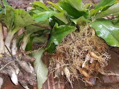 Củ Địa Liền Làm Gia Vị: Đặc Điểm, Công Dụng Và Cách Dùng Hiệu Quả