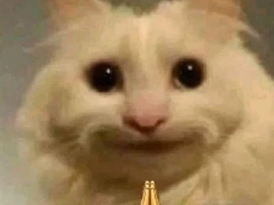 Khám phá Meme Mèo Giơ Tay Biểu Cảm Độc Đáo Nhất