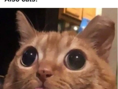 Khám phá thế giới funny pictures memes: Những hình ảnh hài hước nhất 2026