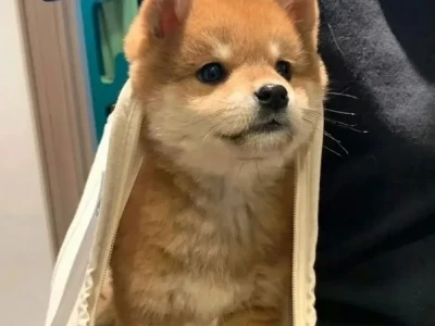 Meme Chó Shiba Cầm Súng: Khi Sự Dễ Thương Gặp Phải Độ Lầy Lội