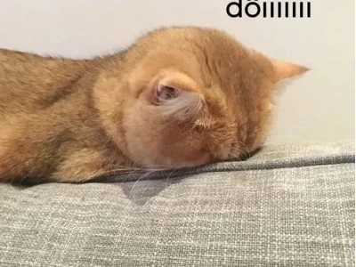 Meme mèo giận dỗi: Biểu cảm "khó ở" nhưng vẫn cực cute