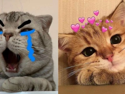 Meme Mèo Hôn Nhau: Bộ Sưu Tập Ôm Ấp và Hài Hước