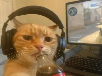 Muôn vàn meme mèo vui nhộn chinh phục trái tim người xem