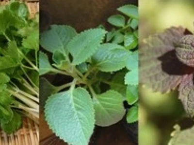 Rau Gia Vị Việt Nam: Khám Phá Công Dụng Chữa Bệnh Ít Ai Ngờ