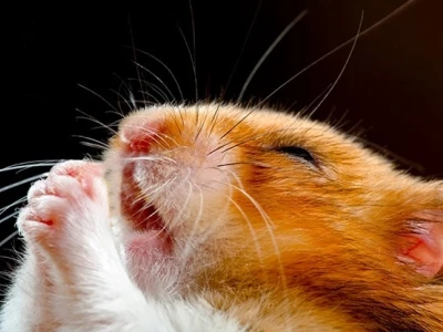 Tổng hợp 370+ ảnh chuột hamster meme hài hước nhất 2026