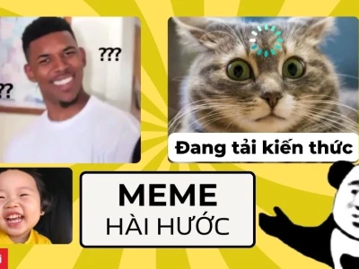 Tổng hợp Avatar Meme Mèo Bựa Hài Hước Độc Lạ Nhất 2026