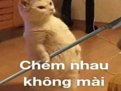 Tổng hợp Meme Đánh Nhau Hài Hước Nhất 2026